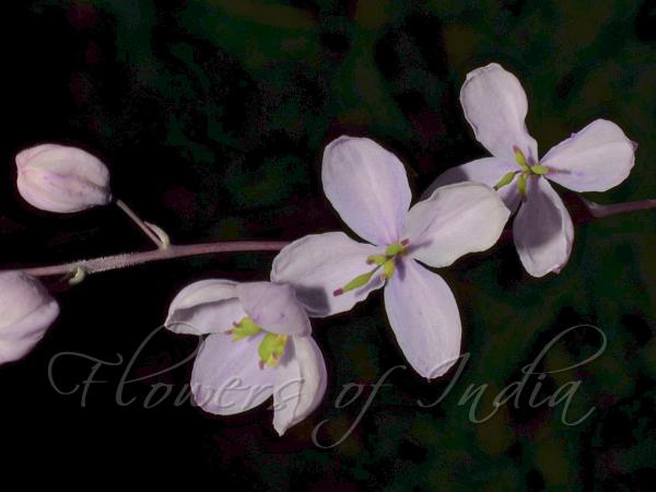 Himalayan Meadow Rue